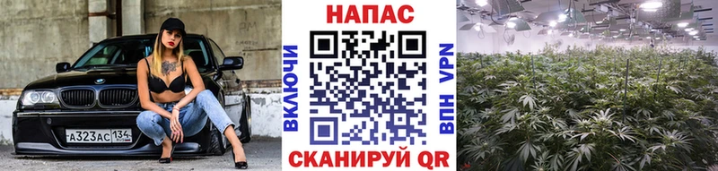Бошки Шишки сатива  дарк нет состав  Ялуторовск 